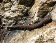 Gabilan Slender Salamander (regrowing tail) Gabilan Slender Salamander (regrowing tail)