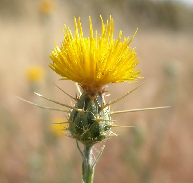 Yellow Star Thistle Spines