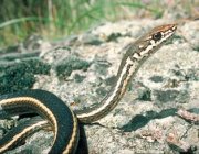 Striped racers are slender with two yellow stripes. Striped racers are slender with two yellow stripes.