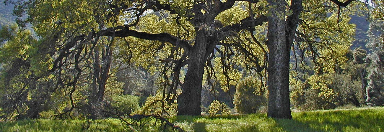 large valley oak tree in a green meadow.
