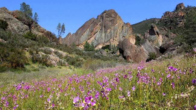 Scenic shot of purple flowers, rock formations, and blue sky.