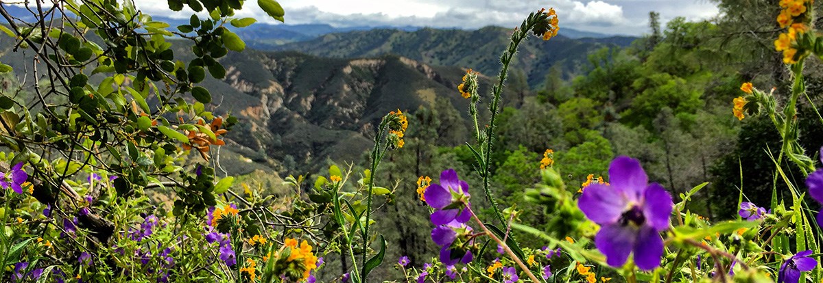 Colorful wildflowers bloom along park trails.