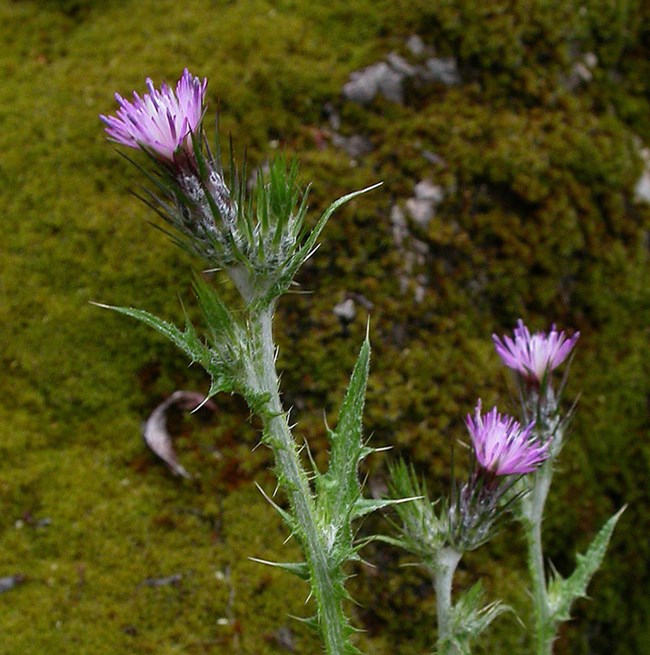 Purple flowers and a thorny stem of Italian thistle.