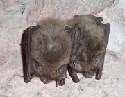 Townsend's big-eared bats in the Bear Gulch Cave Townsend's big-eared bats in the Bear Gulch Cave