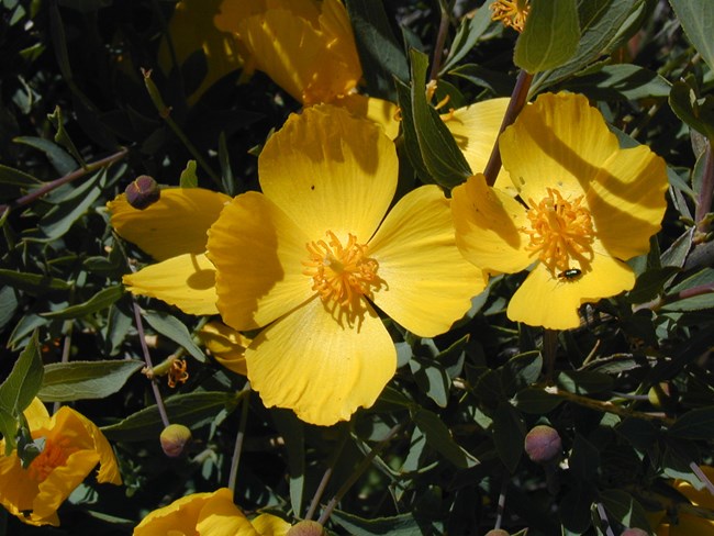 Close up of yellow bush poppy flowers.