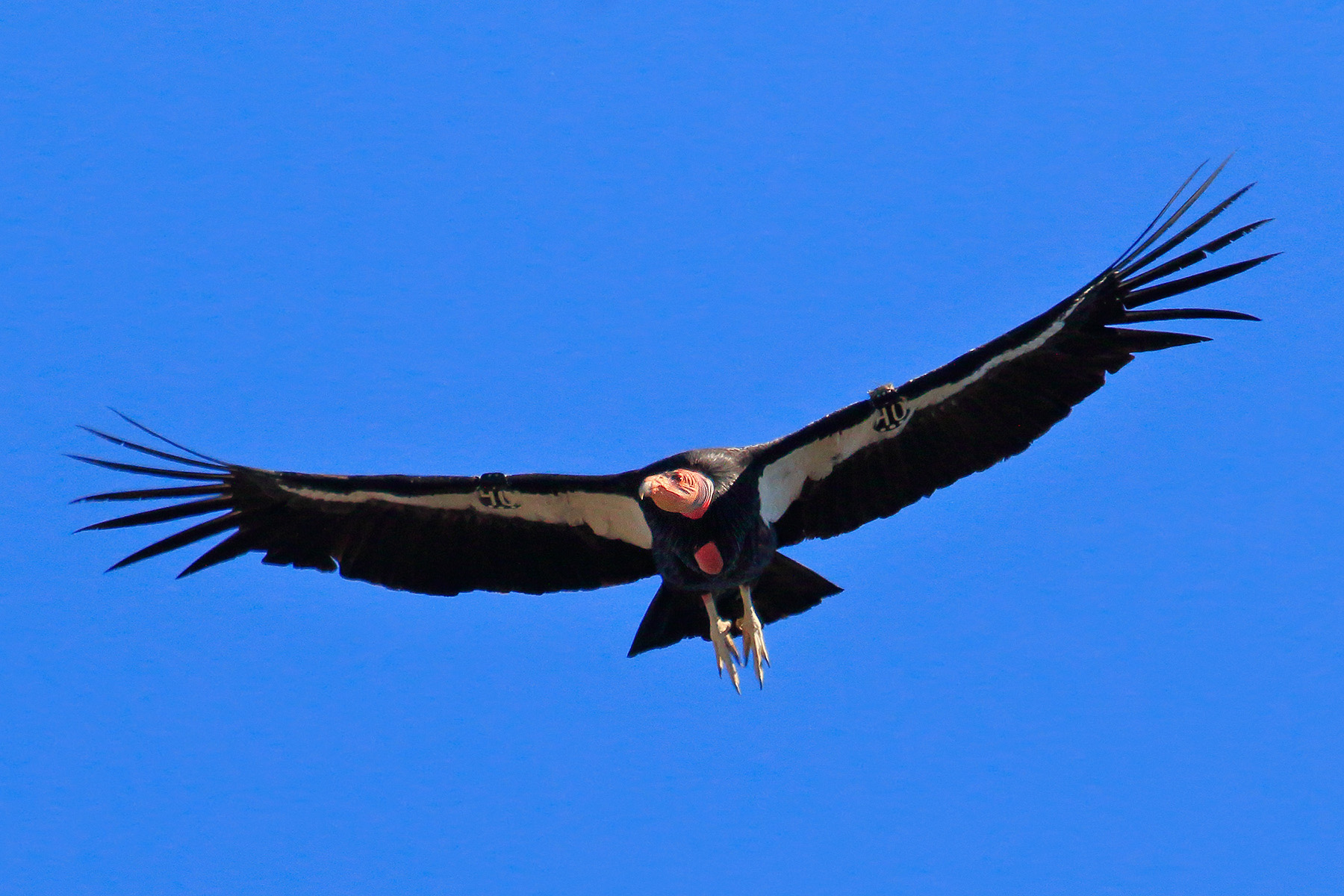 Condor 340 flies with wings outstretched