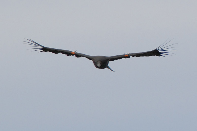 Condor in Flight