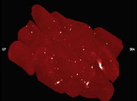 CT-scan showing meat packages with bright white dots scattered throughout
