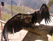 Condor 451
