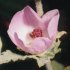 Bush mallow