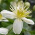 Clematis, also known as pipestems