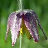 Fremont's checker lily