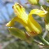 Golden ear drops