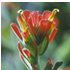 Woolly Indian paintbrush