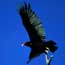 Pinnacles Bird Checklist