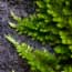 Plant Checklist of Pinnacles National Monument