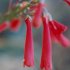 Scarlet bugler