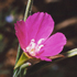 Winecup clarkia
