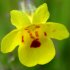 Yellow monkeyflower