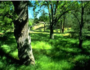 A photo of oaks and grasses at Pinnacles.