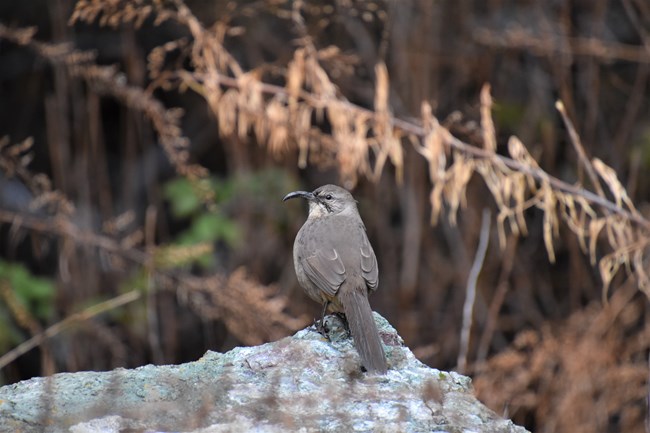 California Thrasher