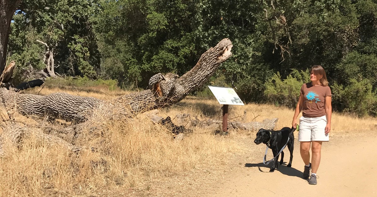 A woman walks her dog along the dirt road by the Bacon Ranch. A woman walks her dog along the dirt road by the Bacon Ranch.