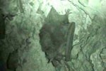 A Townsend's big-eared bat in the Bear Gulch Cave