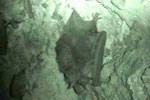 lt= A Townsend's big-eared bat in the Bear Gulch Cave
