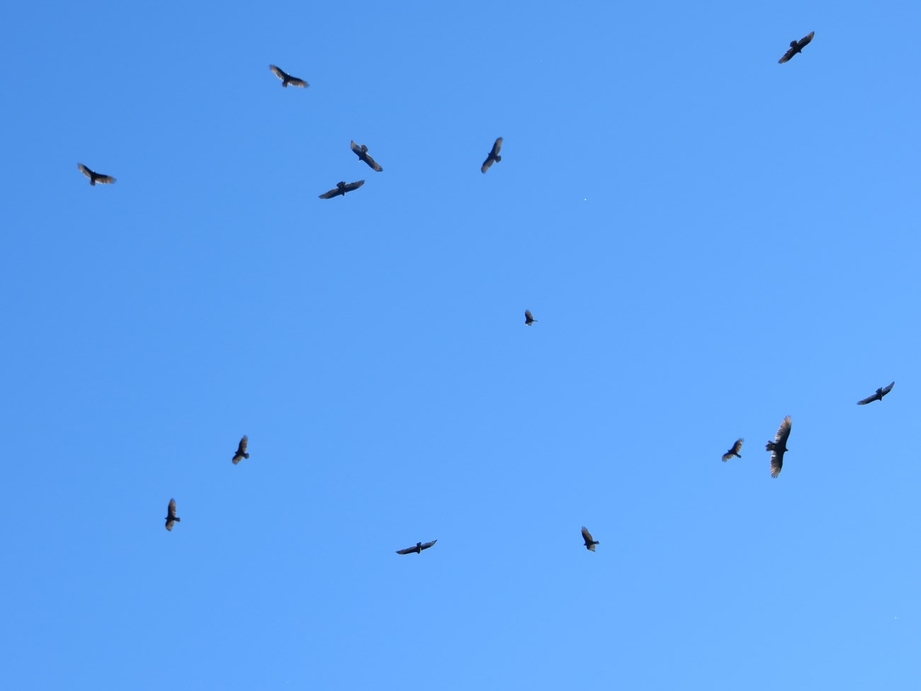 Can you identify these birds?