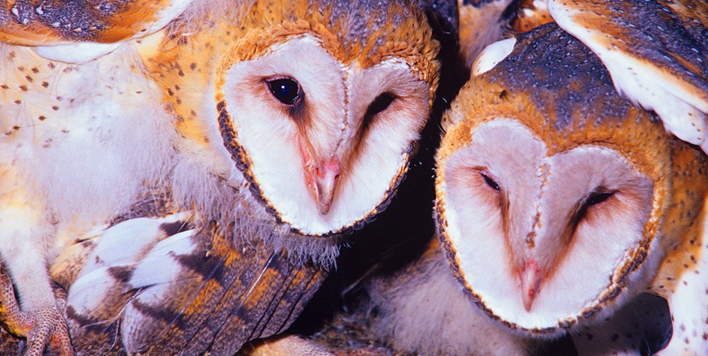 Barn Owl Nestlings