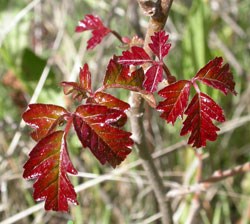 poison_oak