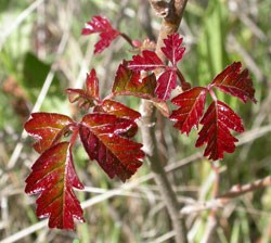 Poison oak