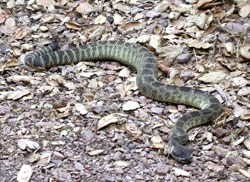 A rattlesnake slithers on the ground.