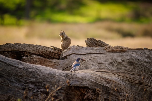 Scrub Jay and Squirrel