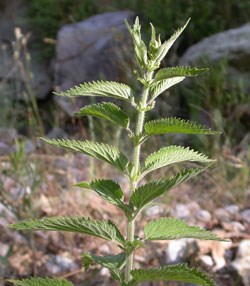 Stinging nettle