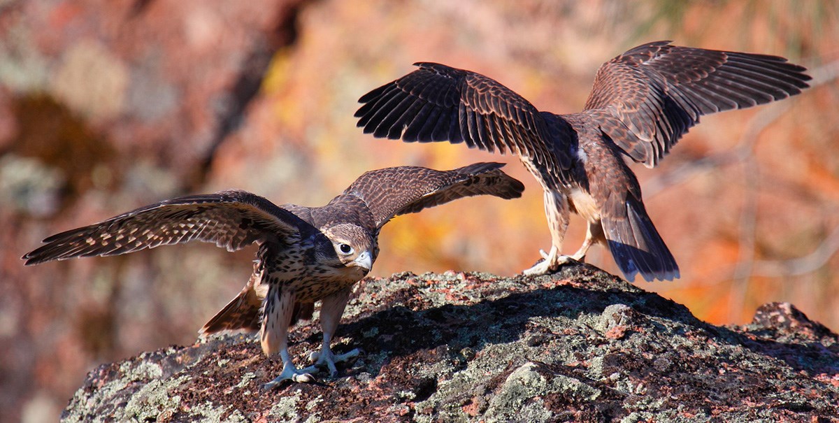 Prairie Falcon Fledglings