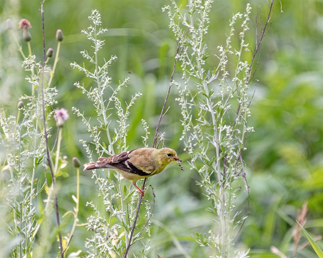 A small yellow bird clings to the dried stalk of a plant in a prairie ecosystem.