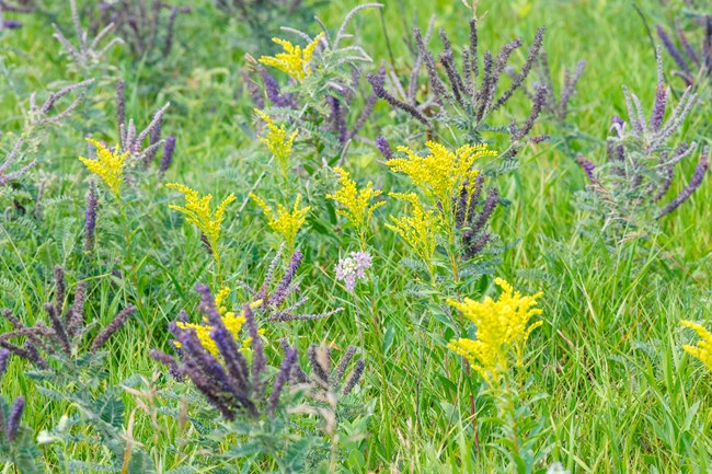 Yellow and purple flowers pop with color against many green leaves and plant stems.