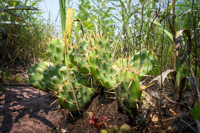 A small cactus with several paddles covered with long yellow spines is surrounded by dense grass.