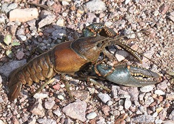 Northern Crayfish crawling over rocks