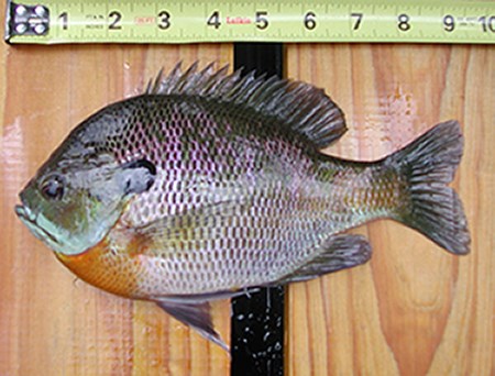 9" bluegill fish