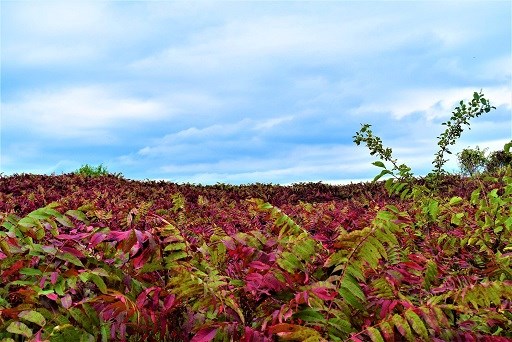 Bright red sumac leaves