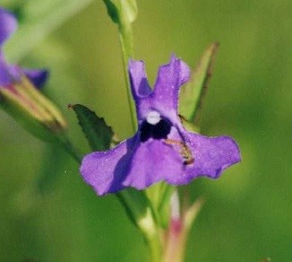 purple flower