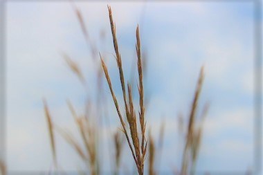 Big Bluestem