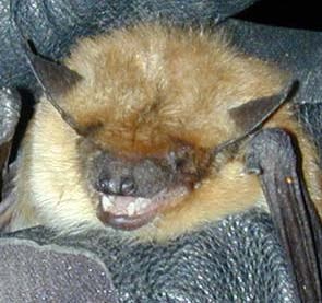 Big Brown Bat