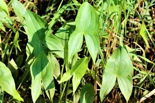 Broadleaf Arrowhead