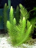 Bushy, spiny plant underwater