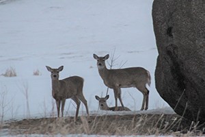 Deer at Three Maidens White-Tailed Deer at Three Maidens