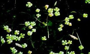 Clover-like plants in water