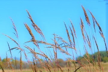 Indiangrass